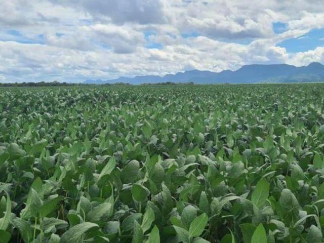 Sítio e chácara venda em Região Geográfica Imediata de Cuiabá, Jangada