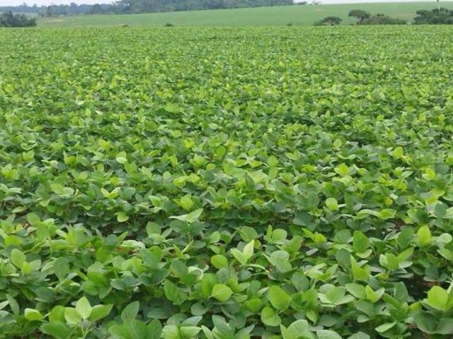 Sítio e chácara venda em Região Geográfica Imediata de Alta Floresta, Nova Monte Verde
