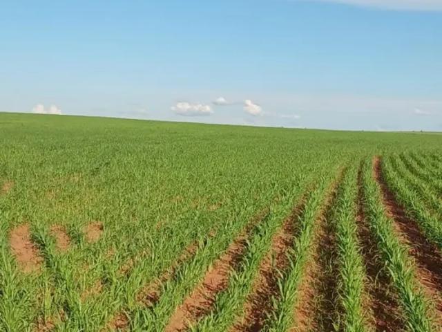 Fazenda venda em Região Imediata de Presidente Epitácio-Presidente Venceslau, Presidente Epitácio