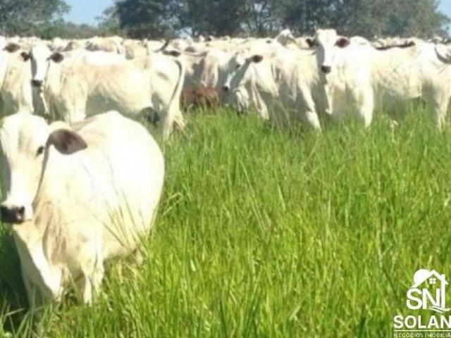 Sítio e chácara venda em Região Geográfica Imediata de Cuiabá, Poconé