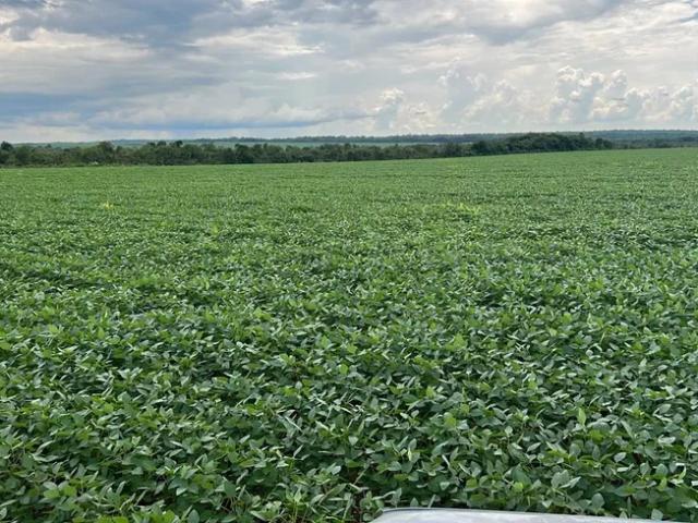 Fazenda venda em Região Geográfica Imediata de Guaraí, Santa Maria do Tocantins