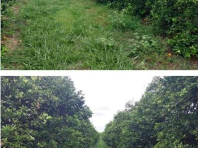 Sítio e chácara venda em Região Imediata de Ribeirão Preto, Região Metropolitana de Ribeirão Preto