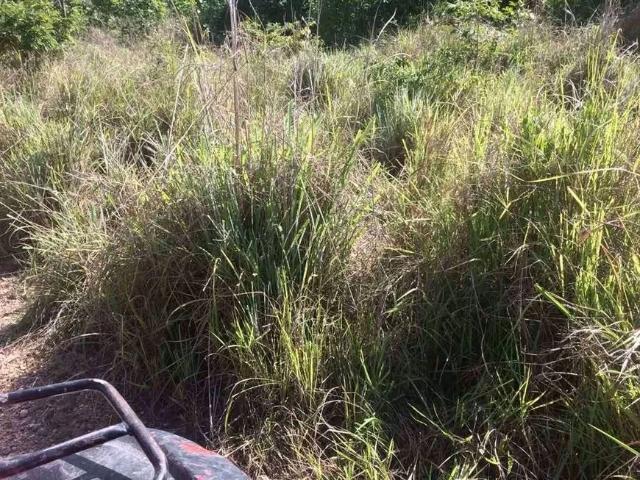 Fazenda venda em Região Geográfica Imediata de Goiás - Itapuranga, Itapirapuã