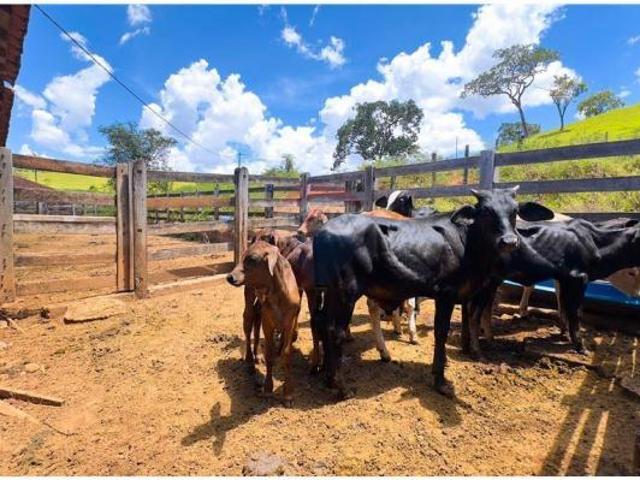 Sítio e chácara venda em Região Geográfica Imediata do Distrito Federal, Região Integrada de Desenvolvimento do Distrito Federal e Entorno