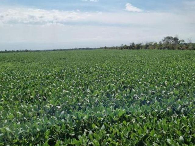 Sítio e chácara venda em Região Geográfica Imediata de Confresa - Vila Rica, Confresa
