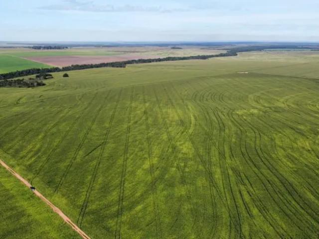 Fazenda venda em Região Geográfica Imediata de Guaraí, Pedro Afonso