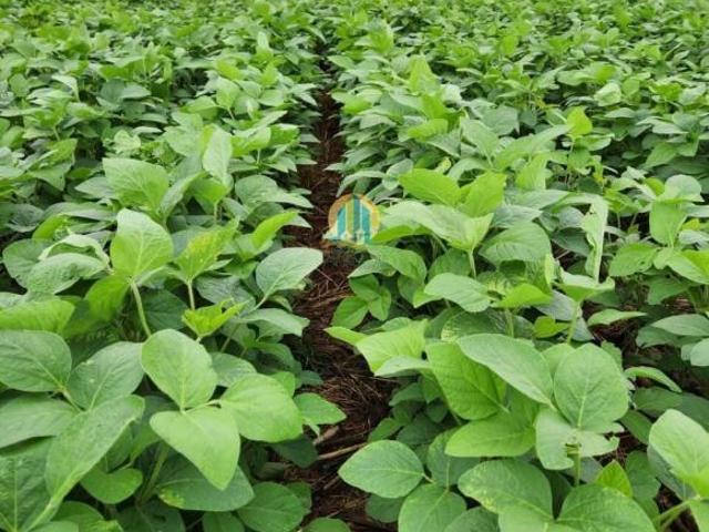 Sítio e chácara venda em Região Geográfica Imediata de Uruaçu - Niquelândia, Uruaçu
