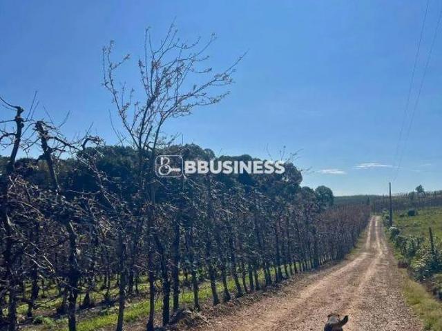 Sítio e chácara venda em Vila Seca, Caxias do Sul