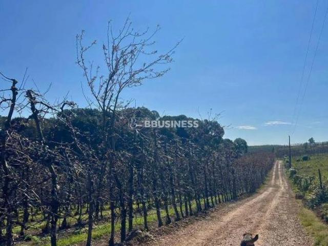 Sítio e chácara venda em Vila Seca, Caxias do Sul