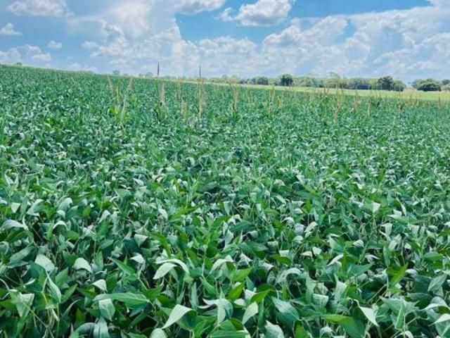 Sítio e chácara venda em Região Geográfica Imediata de Campo Grande, Rochedo