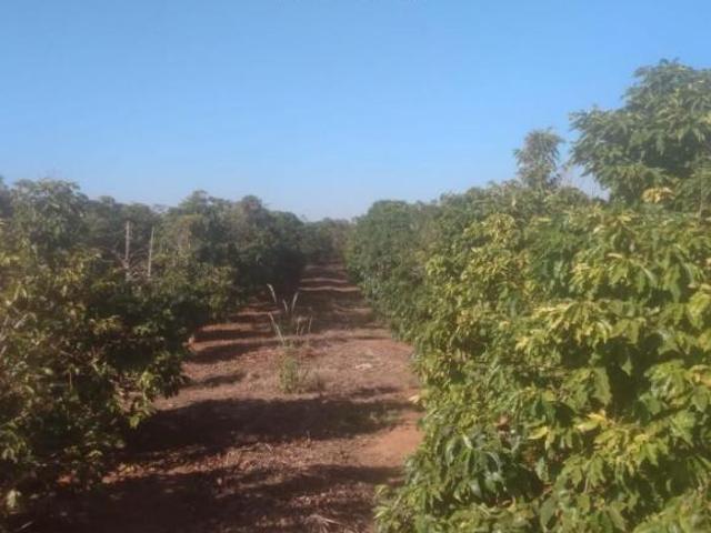 Sítio e chácara venda em Região Geográfica Imediata de Santo Antônio da Platina, Ribeirão Claro