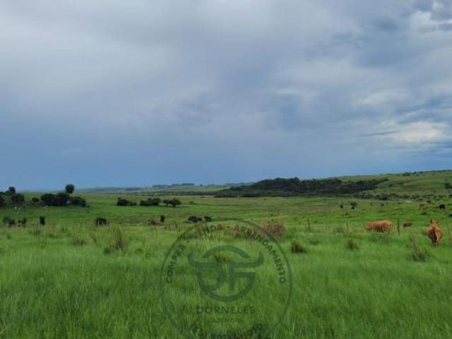 Sítio e chácara venda em Região Geográfica Imediata de Uruguaiana, Alegrete