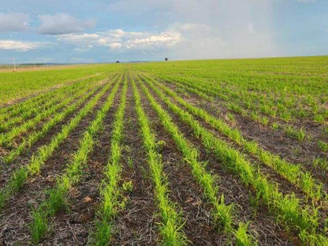 Sítio e chácara venda em Baliza, Região Geográfica Intermediária de São Luís de Montes Belos-Iporá