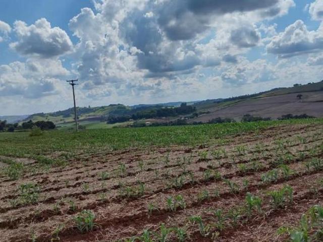 Sítio e chácara venda em Região Geográfica Imediata de Santo Antônio da Platina, Barra do Jacaré