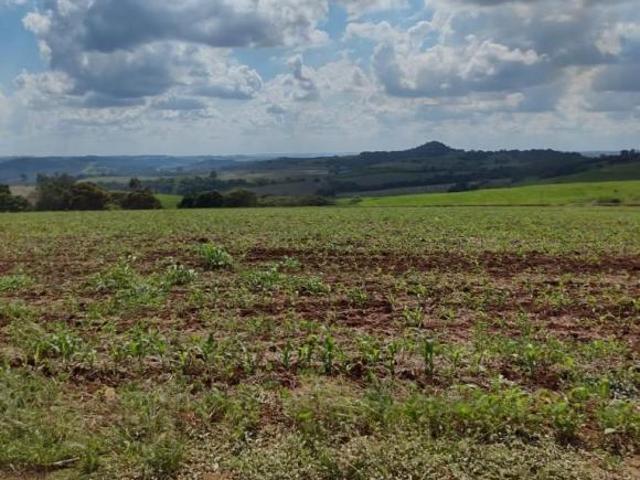 Sítio e chácara venda em Região Geográfica Imediata de Santo Antônio da Platina, Barra do Jacaré