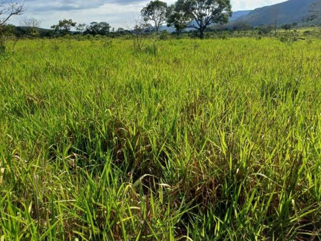 Sítio e chácara venda em Região Geográfica Imediata de Uruaçu - Niquelândia, Colinas do Sul