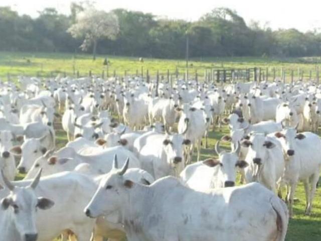 Sítio e chácara venda em Região Geográfica Imediata de Campo Grande, Campo Grande