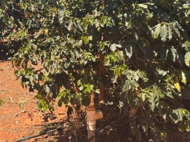 Sítio e chácara venda em Divinolândia