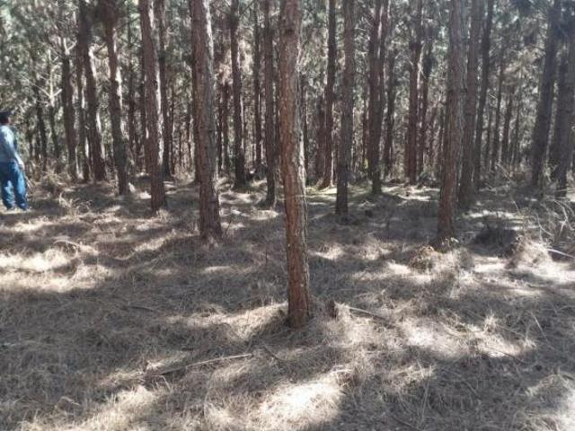 Sítio e chácara venda em Região Imediata de Itapeva, Itapirapuã Paulista