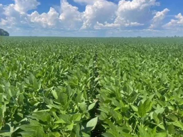 Sítio e chácara venda em Região Geográfica Imediata de Confresa - Vila Rica, São José do Xingu
