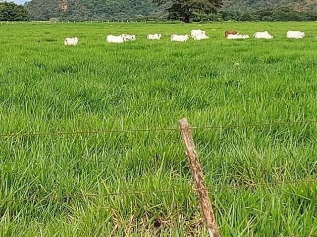 Sítio e chácara venda em Região Geográfica Imediata de Barra do Garças, Araguaiana