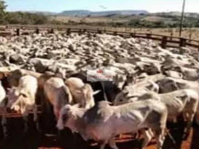 Sítio e chácara venda em Região Geográfica Imediata de Barra do Garças, Barra do Garças