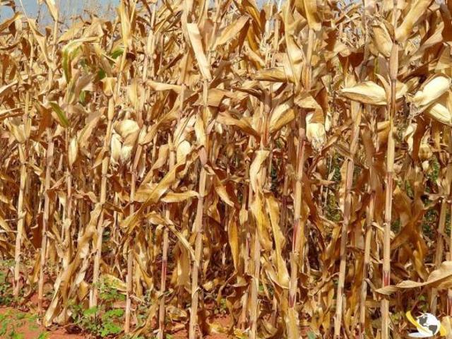 Sítio e chácara venda em Diamantina, Região Geográfica Intermediária de Teófilo Otoni
