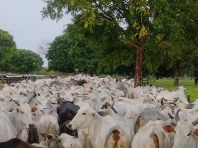 Sítio e chácara venda em Região Geográfica Imediata de Cáceres, Antônio João