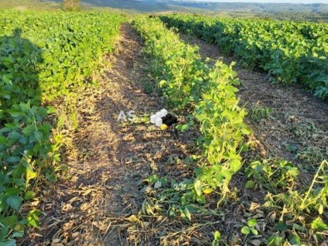 Sítio e chácara venda em Região Geográfica Imediata de Pelotas, Arroio Grande