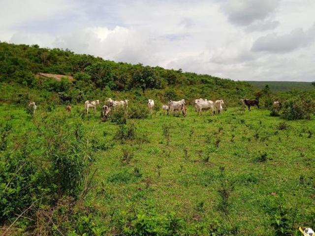 Sítio e chácara venda em Centro, Pedra Azul