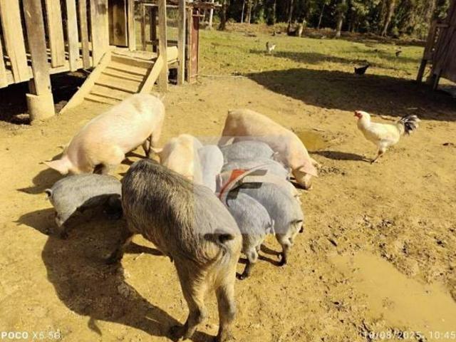 Sítio e chácara venda em Região Geográfica Imediata de Paranaguá, Antonina