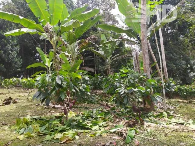 Fazenda venda em Região Geográfica Imediata de Ilhéus – Itabuna, Ubaitaba