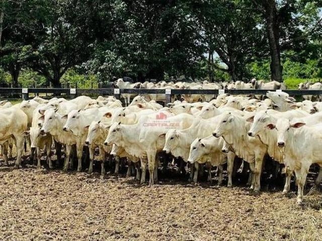 Sítio e chácara venda em Região Geográfica Imediata de Alta Floresta, Alta Floresta