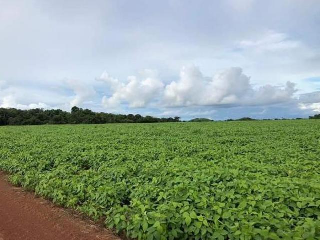 Sítio e chácara venda em Região Geográfica Imediata de Confresa - Vila Rica, Santa Terezinha