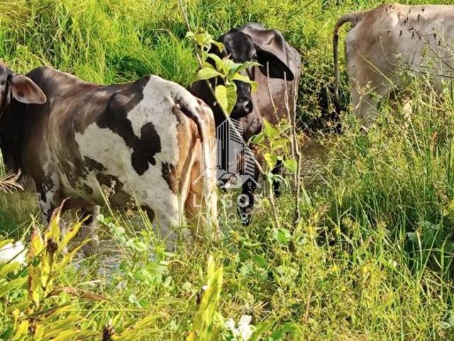 Sítio e chácara venda em Região Geográfica Imediata de Cataguases, Palma