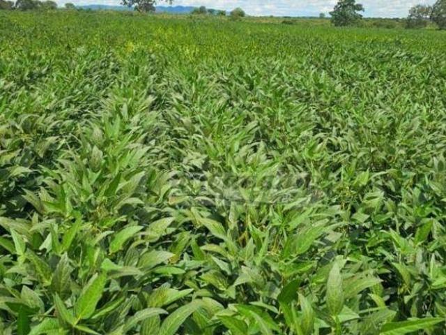 Sítio e chácara venda em Região Geográfica Imediata de Flores de Goiás, São João d'Aliança