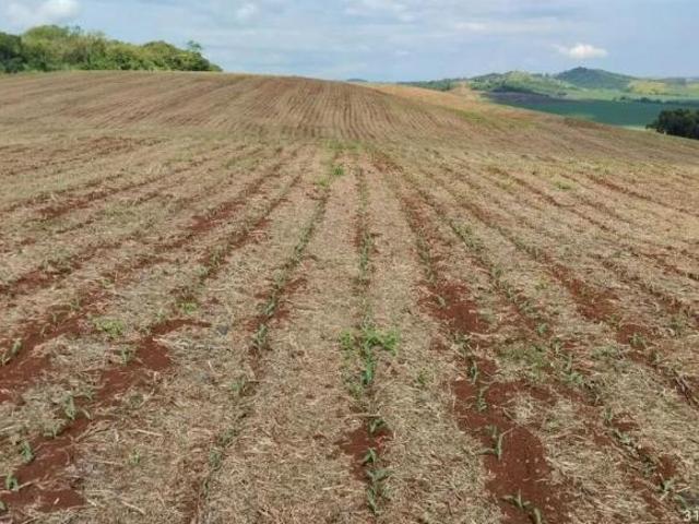 Sítio e chácara venda em Região Geográfica Imediata de Campo Mourão, Engenheiro Beltrão