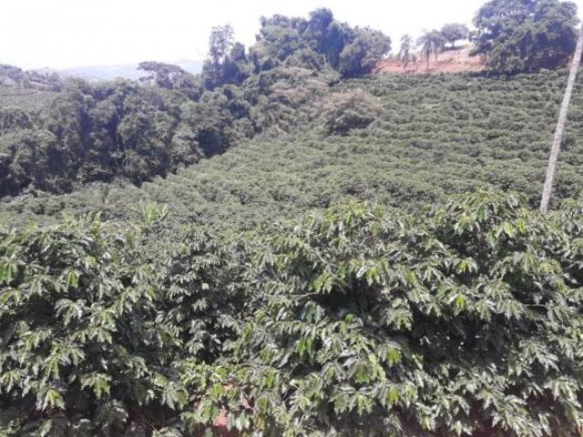 Sítio e chácara venda em Região Imediata de São José do Rio Pardo-Mococa, Caconde