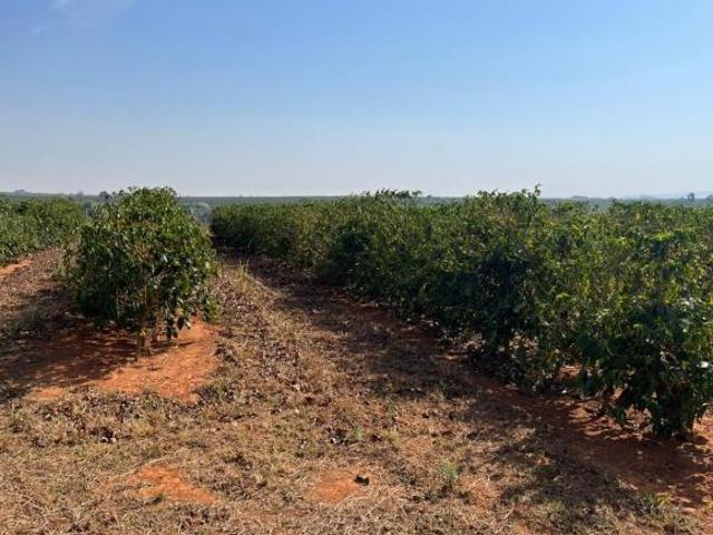 Sítio e chácara venda em Região Geográfica Imediata de Patrocínio, Patrocínio