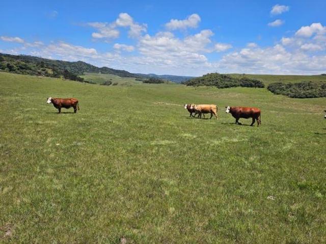 Sítio e chácara venda em Região Geográfica Imediata de Vacaria, São José dos Ausentes