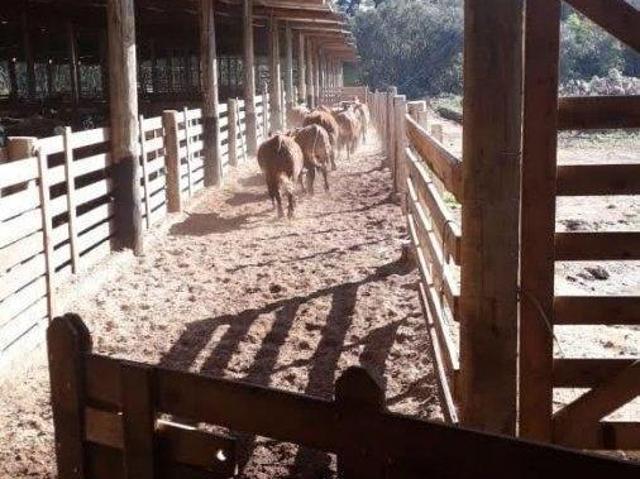 Sítio e chácara venda em Região Geográfica Imediata de Vacaria, Jaquirana