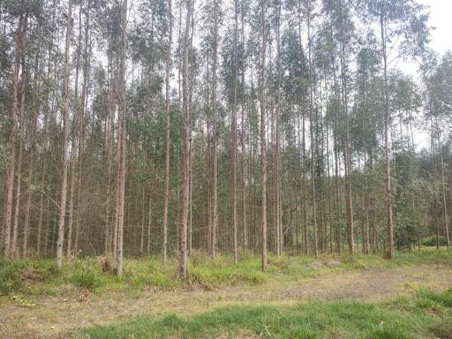 Sítio e chácara venda em Alto Pardinho, Pardinho