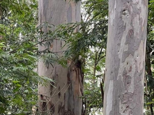 Sítio e chácara venda em Região Geográfica Imediata de Juiz de Fora, Juiz de Fora