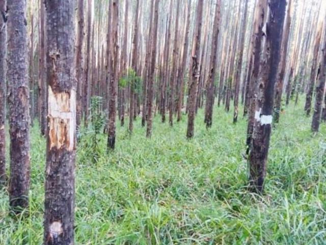 Sítio e chácara venda em Região Imediata de Guaratinguetá, Região Metropolitana do Vale do Paraíba e Litoral Norte
