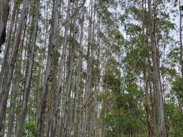 Sítio e chácara venda em Região Imediata de Guaratinguetá, Região Metropolitana do Vale do Paraíba e Litoral Norte
