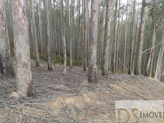 Sítio e chácara venda em Região Imediata de Guaratinguetá, Região Metropolitana do Vale do Paraíba e Litoral Norte