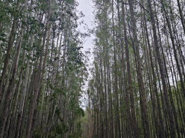 Sítio e chácara venda em Região Imediata de Cruzeiro, Região Metropolitana do Vale do Paraíba e Litoral Norte