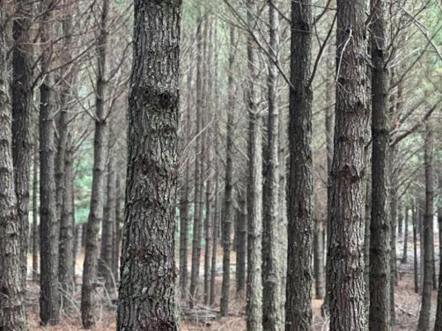 Sítio e chácara venda em Região Geográfica Imediata de Caxias do Sul, Cambara do Sul