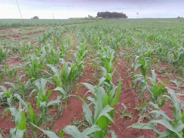 Sítio e chácara venda em Região Geográfica Imediata de Aquidauana - Anastácio, Anastácio