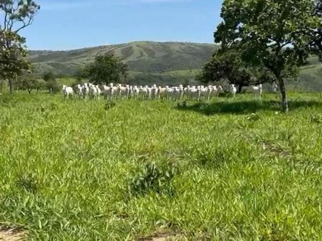 Sítio e chácara venda em Região Geográfica Imediata de Águas Lindas de Goiás, Região Integrada de Desenvolvimento do Distrito Federal e Entorno